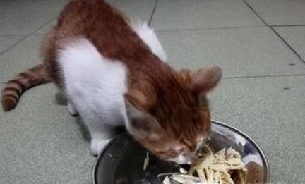 改善猫咪的伙食，给猫加餐之白水煮鸡胸