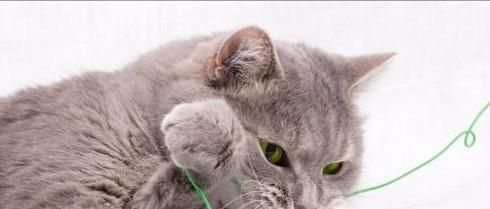 如何吸引猫咪（野猫）的注意