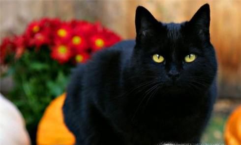 怎么训练猫不咬人 ?