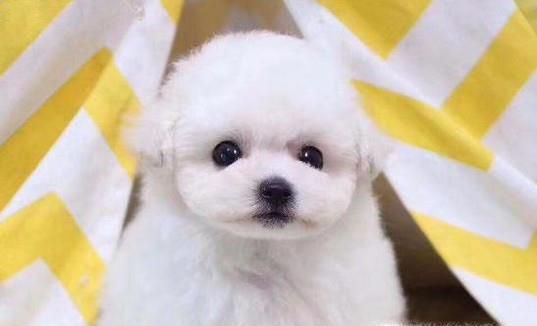 6大最干净的狗狗品种！
