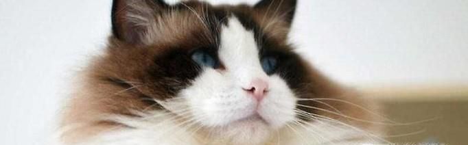 怎么消灭猫蚤、猫虱