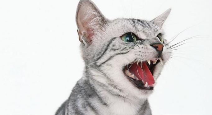 猫咪一直叫个不停是怎么回事？该怎么办？