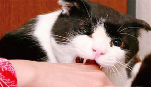 如何远离猫抓综合征？被猫抓伤如何快速处理？