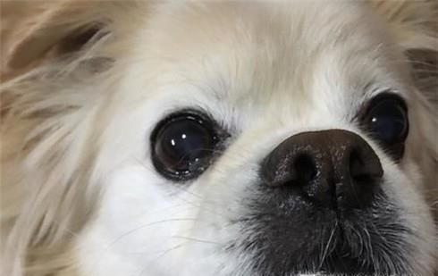 狗狗眼屎黄怎么办