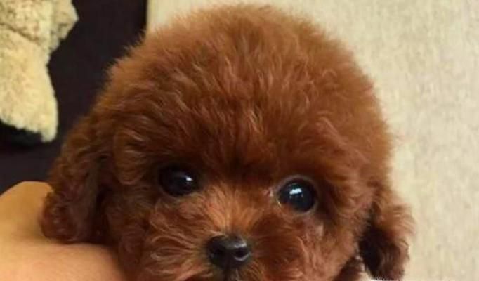 泰迪犬怎么养才听话