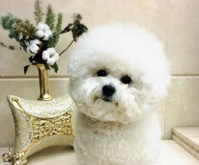 比熊犬吃什么？