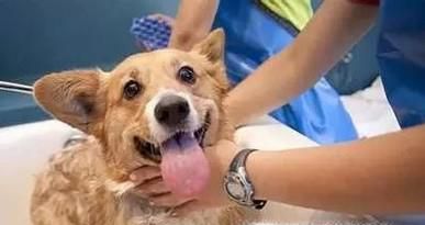 怎么给狗狗洗澡（狗狗洗澡的最佳时间段）