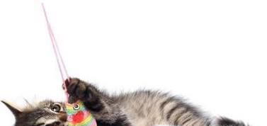 如何识别猫的情绪