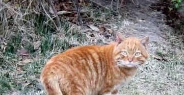 如何抓到一只小野猫
