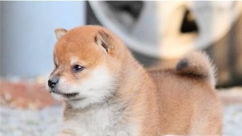 柴犬幼犬怎么看品相