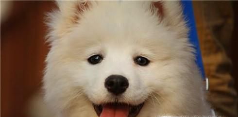 如何成为萨摩耶的主人！