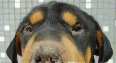 狗狗得了犬瘟（狗瘟）怎么办