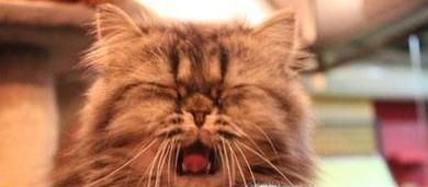 猫打喷嚏是感冒了吗，怎么判断幼猫感冒