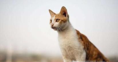 去除猫身上虱子的方法