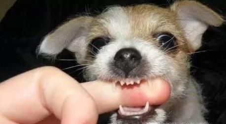 怎么训练狗狗不要咬人