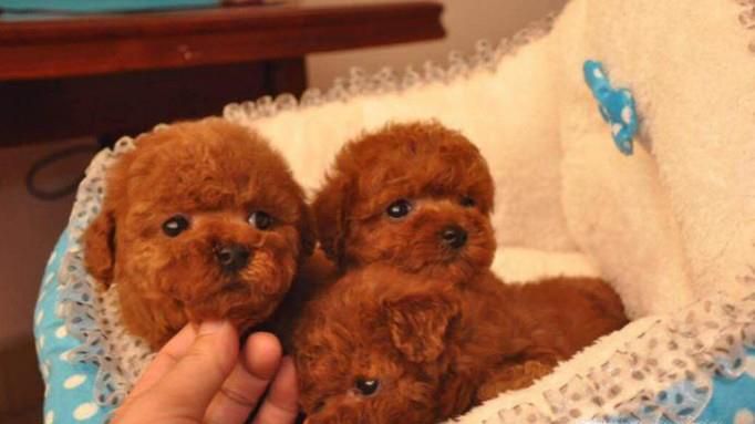 如何挑选泰迪幼犬 狗市怎么挑选泰迪犬