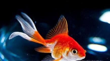 金鱼立鳞病的治疗