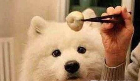 狗狗营养餐做法