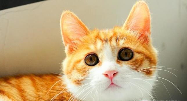 正确饲养小猫的方法