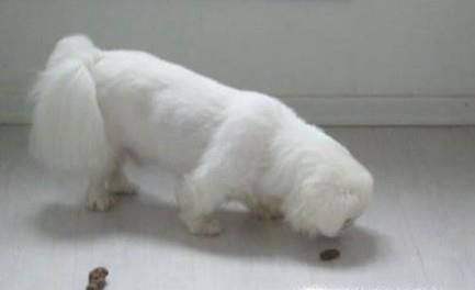 狗狗乱拉粑粑怎么办