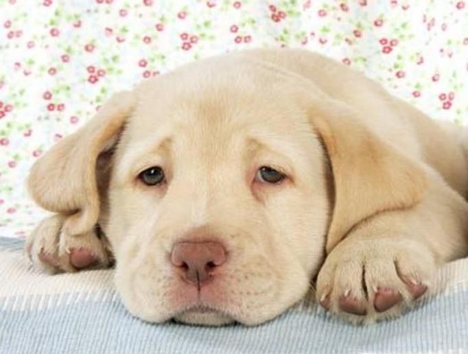 刚买的狗怎么适应新环境？幼犬到新家呕吐怎么办