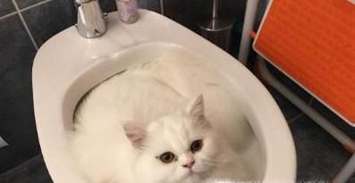 怎么训练小猫上厕所