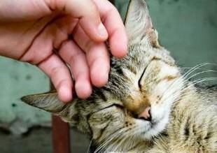 猫咪为什么喜欢被人抚摸