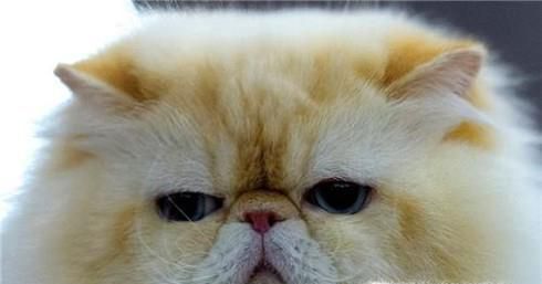 怎么除掉猫身上的跳蚤