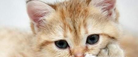 如何知道你的猫是否生病了？