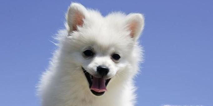 怎么预防狗狗得细小犬瘟