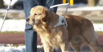导盲犬为什么不能摸
