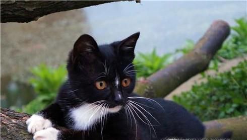 怎么跟猫培养感情
