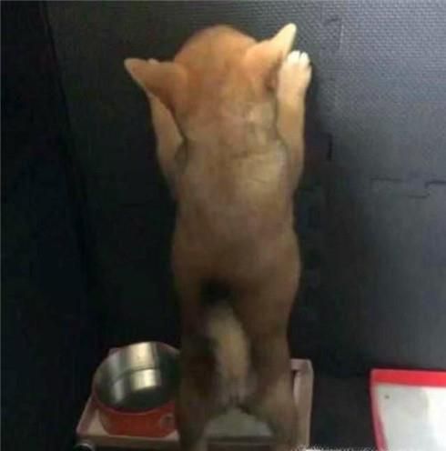 怎么让狗狗固定去厕所尿尿