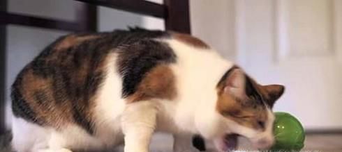 小猫吐了怎么办？