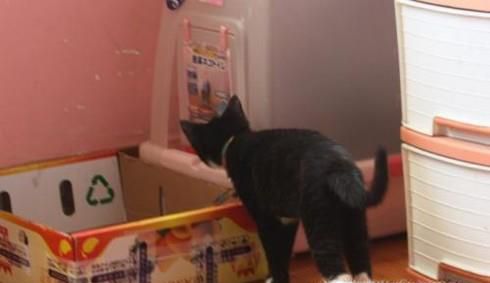 如何训练猫大小便