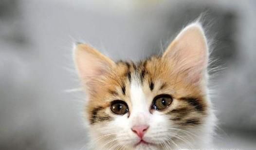 猫咪长不胖怎么办