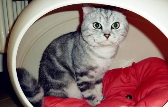 怎么做猫咪房子好看
