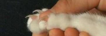 给猫剪指甲出血了怎么办