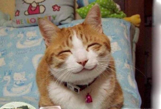 猫咪做绝育手术需要多少钱
