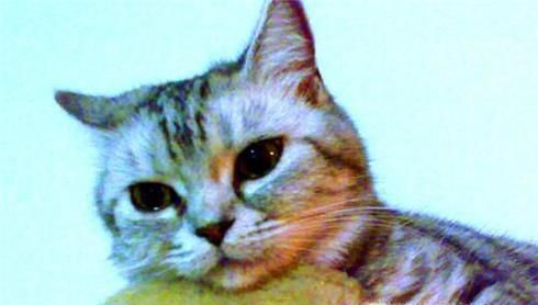 母猫闹猫什么症状,母猫闹猫了怎么缓解