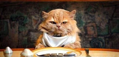 怎样给小猫喂猫粮？一点经验