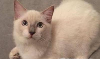 如何养一只可爱听话的猫