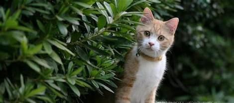 如何姿势正确地调戏一只流浪猫？