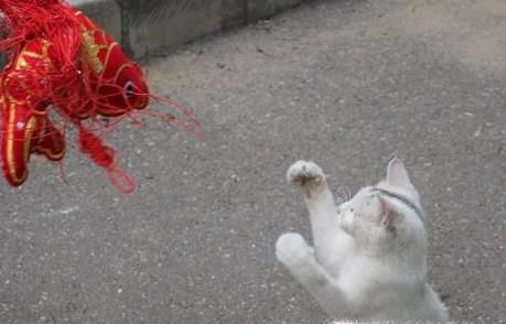 如何跟猫咪玩耍