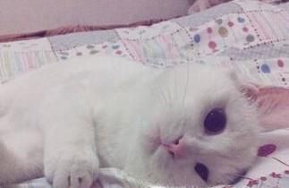 猫咪绝育的注意事项