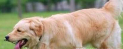 金毛犬吃骨头的好处和坏处