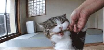 猫到新环境怎么安抚