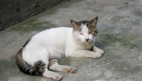 猫咪乱尿怎么办