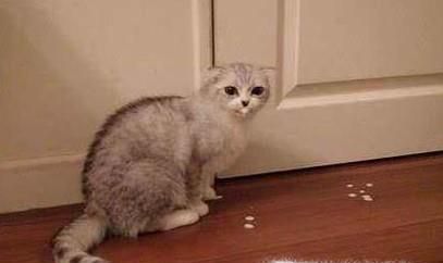 在家中怎么养猫咪