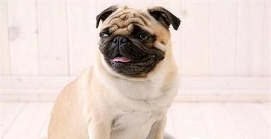 狗受凉呕吐怎么办